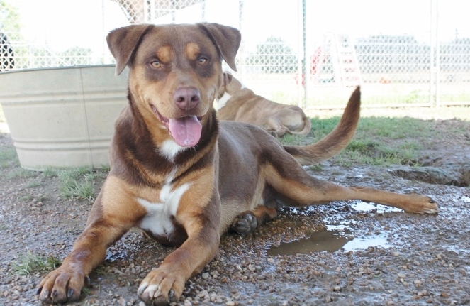 Enlarge Mister, a Adoptable mixed breed in Wynne, AR image 1/10