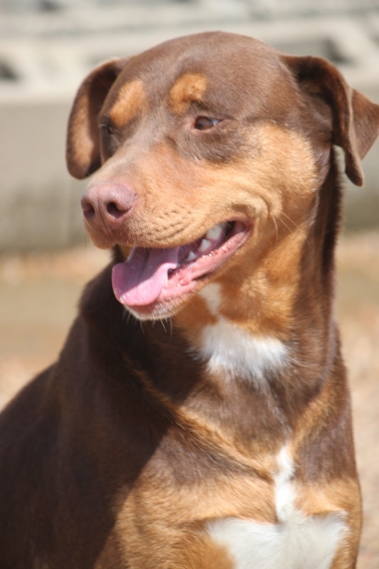 Enlarge Mister, a Adoptable mixed breed in Wynne, AR image 2/10