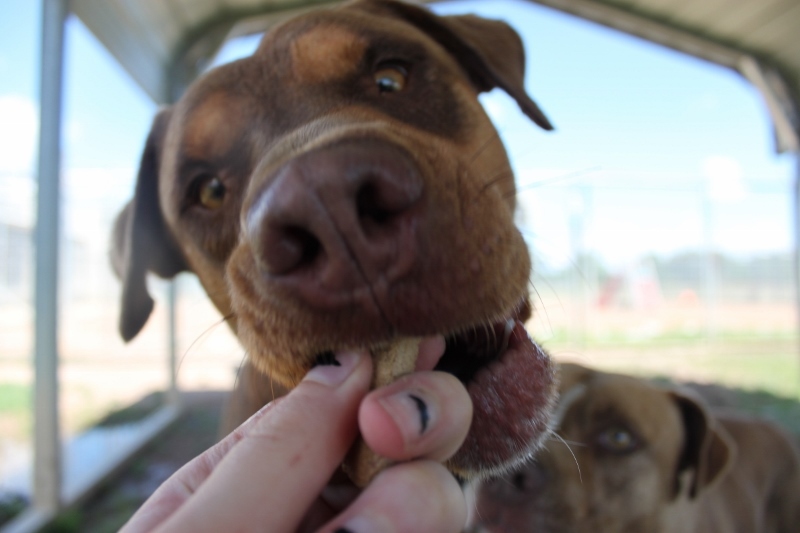Enlarge Mister, a Adoptable mixed breed in Wynne, AR image 3/10