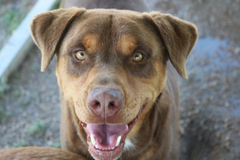 Enlarge Mister, a Adoptable mixed breed in Wynne, AR image 4/10