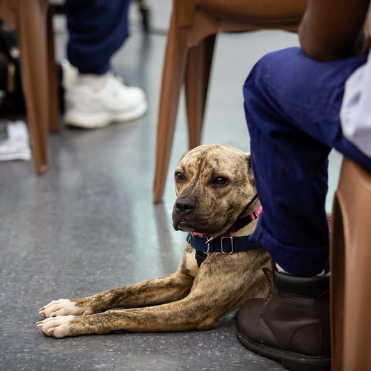 Fenwick, a ADOPTABLE Mixed Breed in Philadelphia, PA image 1/6