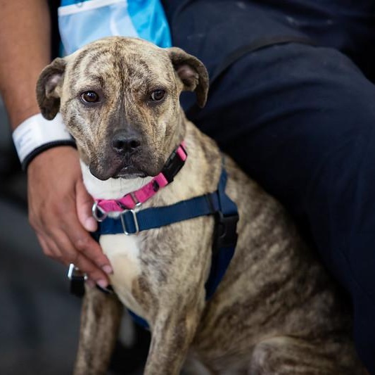 Fenwick, a ADOPTABLE Mixed Breed in Philadelphia, PA image 2/6
