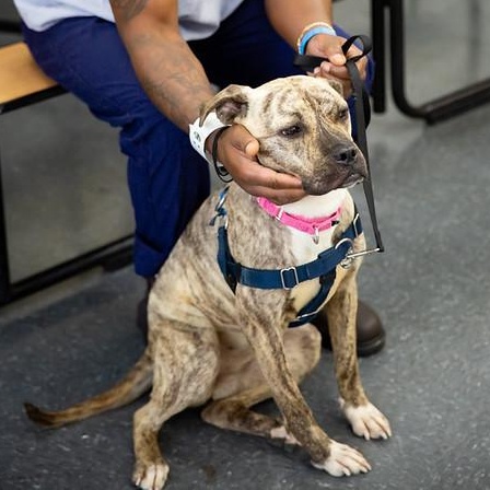 Fenwick, a ADOPTABLE Mixed Breed in Philadelphia, PA image 3/6