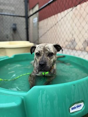 Fenwick, a ADOPTABLE Mixed Breed in Philadelphia, PA image 5/6
