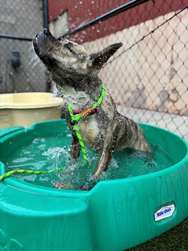 Fenwick, a ADOPTABLE Mixed Breed in Philadelphia, PA image 4/6
