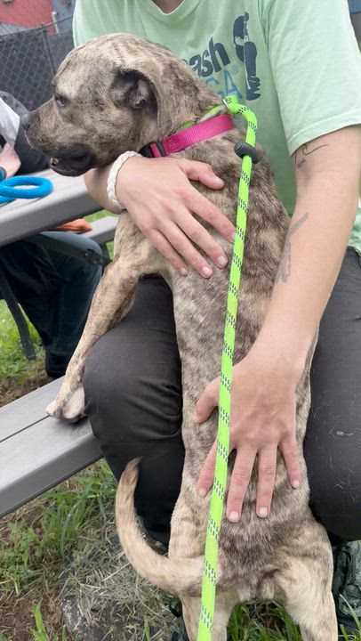 Enlarge Fenwick, a ADOPTABLE Mixed Breed in Philadelphia, PA video 6/6