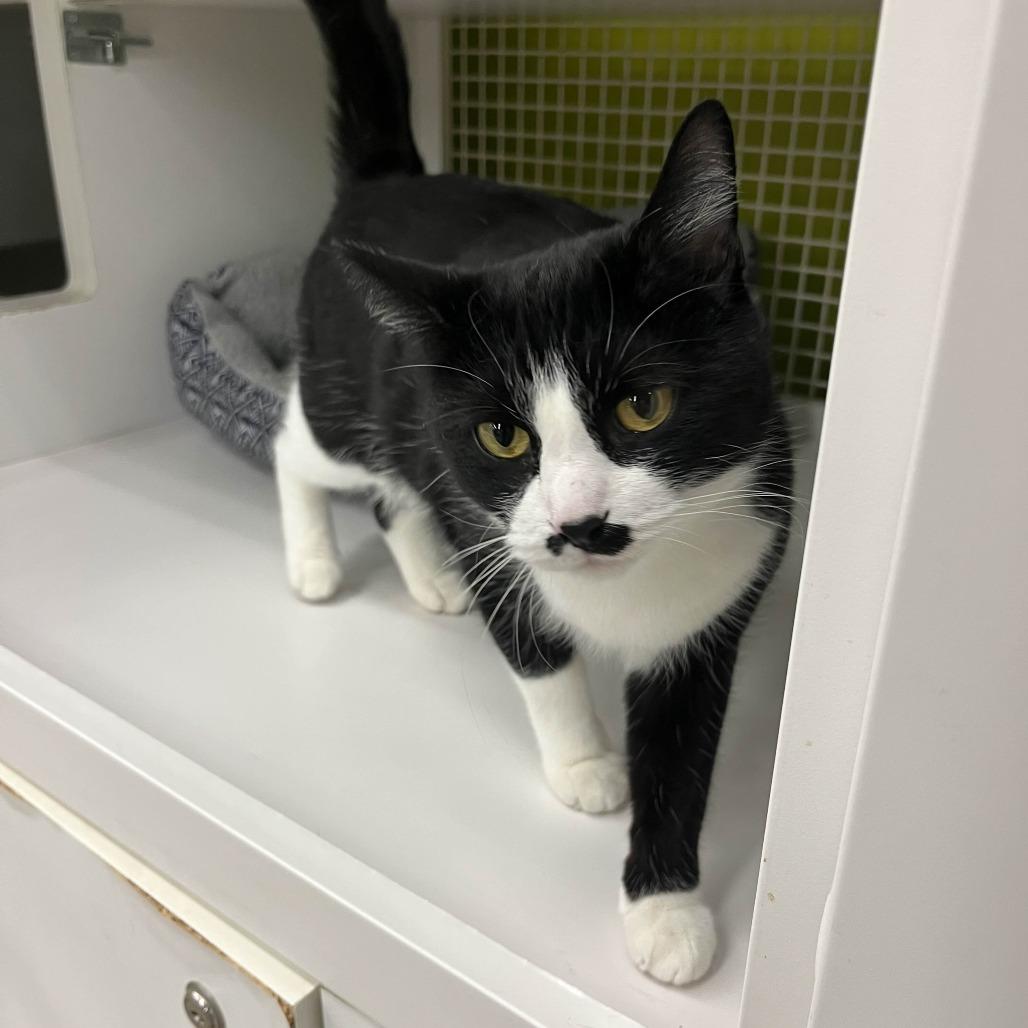 Enlarge Oreo, a Adoptable Domestic Short Hair in Medina, OH image 2/4