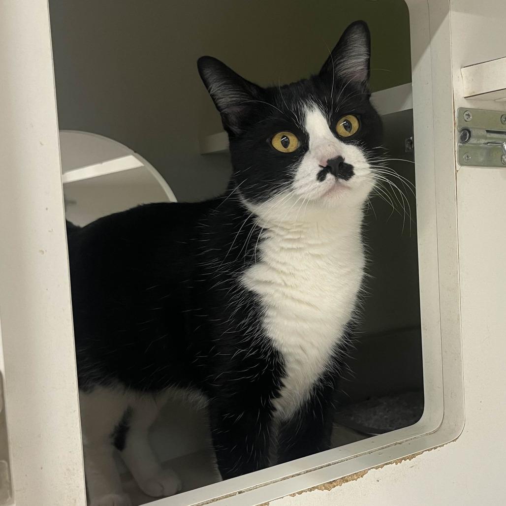 Enlarge Oreo, a Adoptable Domestic Short Hair in Medina, OH image 3/4