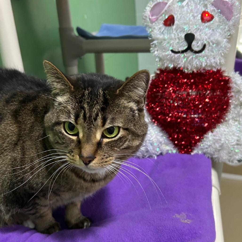 Addie, Adoptable, Adult Female Domestic Short Hair.