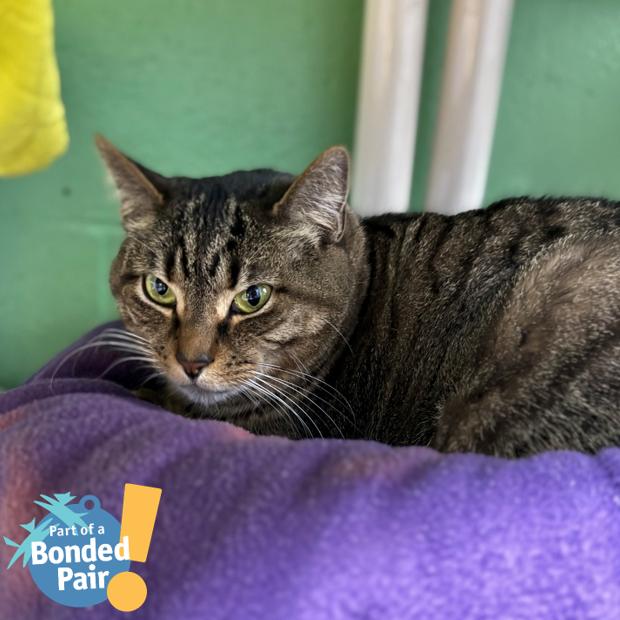 Enlarge Addie, a Adoptable Domestic Short Hair in Pittsburgh, PA image 1/6