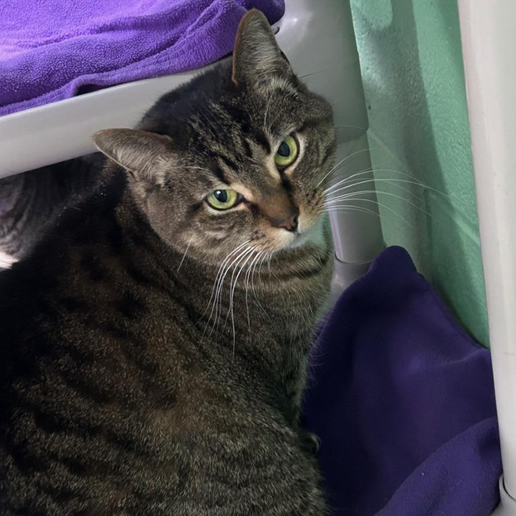 Addie, Adoptable, Adult Female Domestic Short Hair.