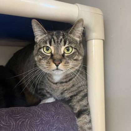 Addie, Adoptable, Adult Female Domestic Short Hair.