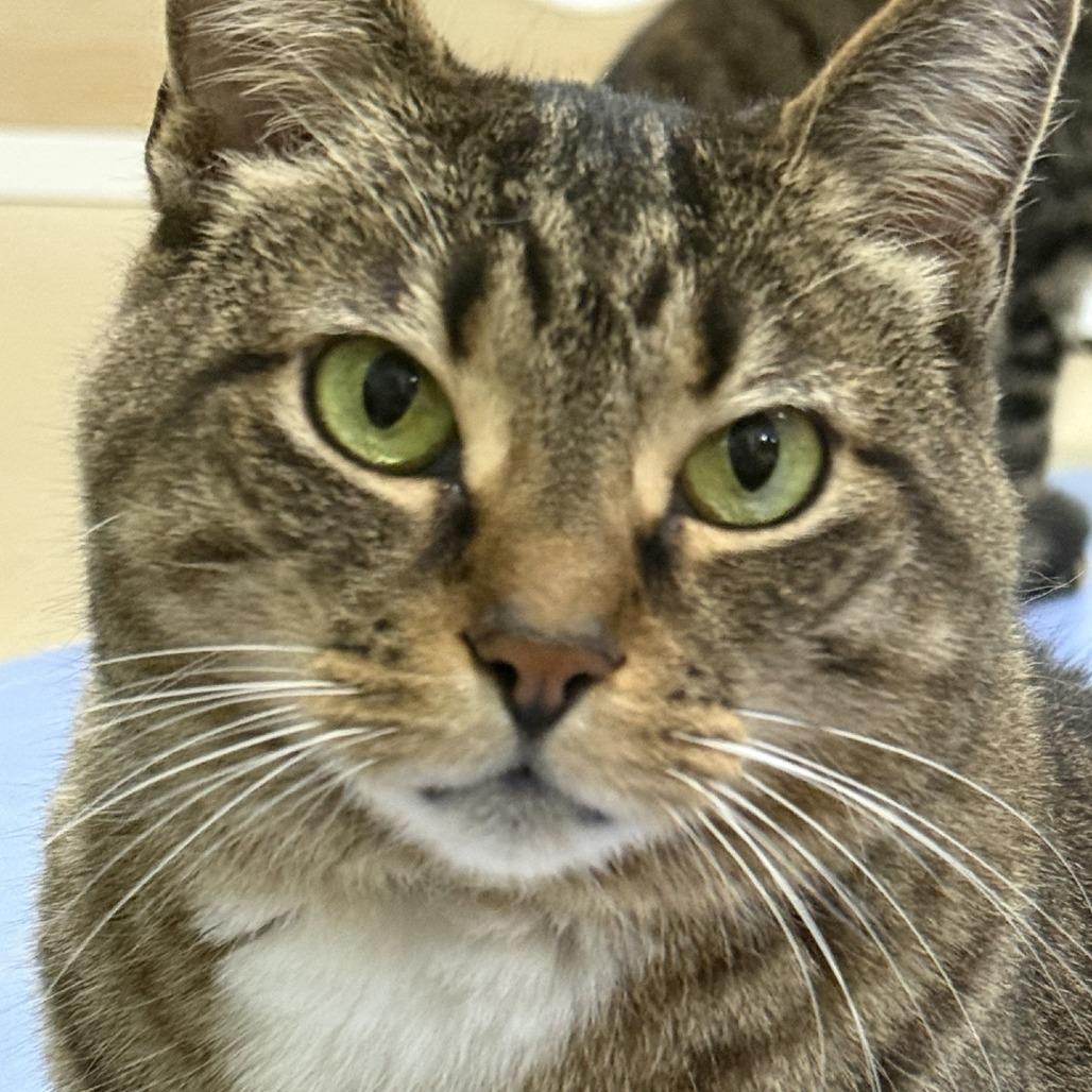 Enlarge Addie, a Adoptable Domestic Short Hair in Pittsburgh, PA image 2/5