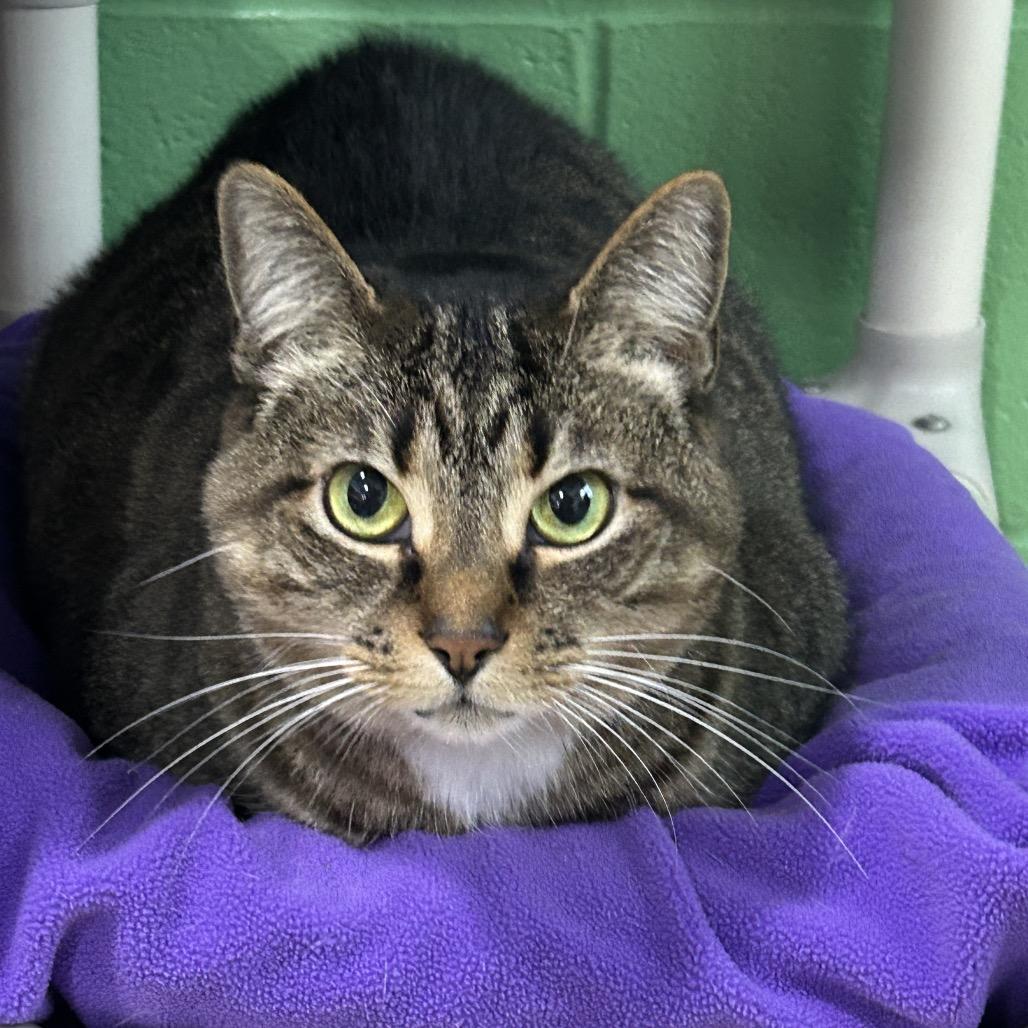 Enlarge Addie, a Adoptable Domestic Short Hair in Pittsburgh, PA image 3/5