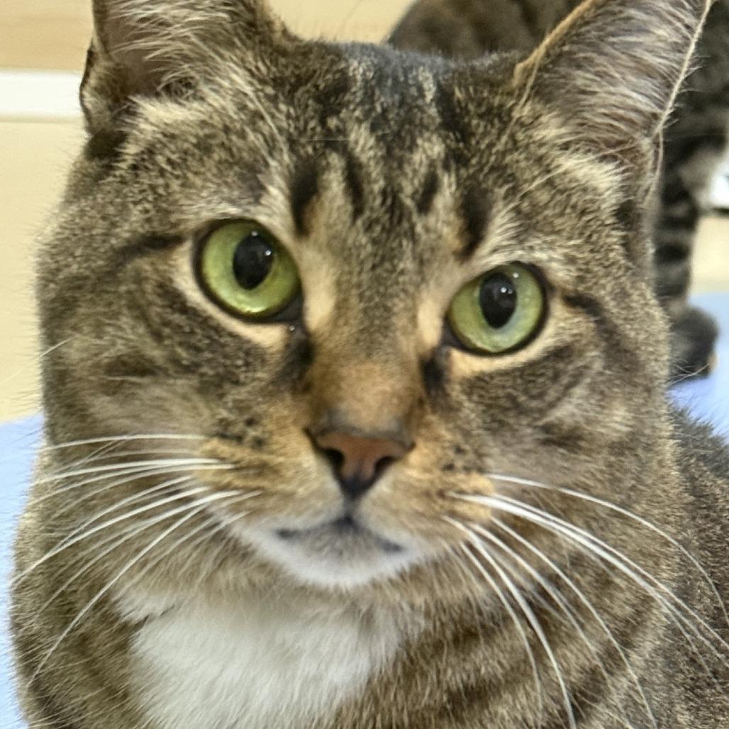 Addie, Adoptable, Adult Female Domestic Short Hair.