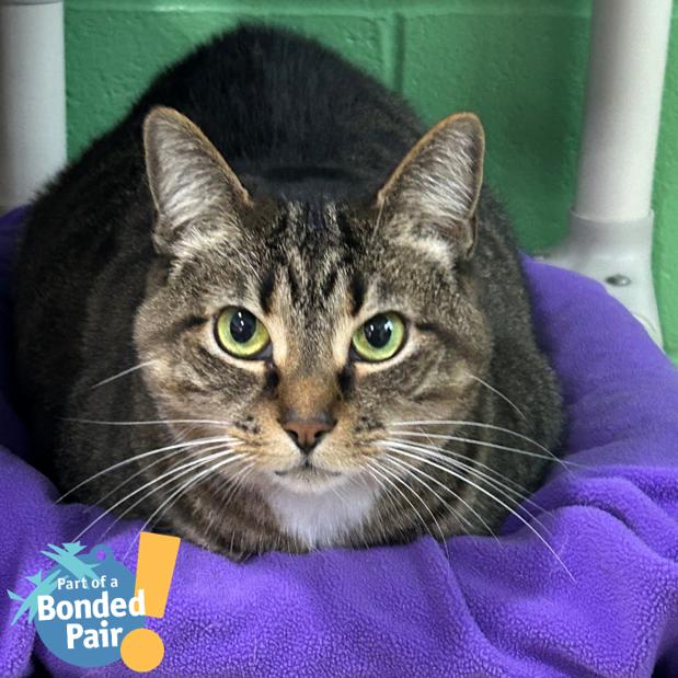 Enlarge Addie, a Adoptable Domestic Short Hair in Pittsburgh, PA image 5/5