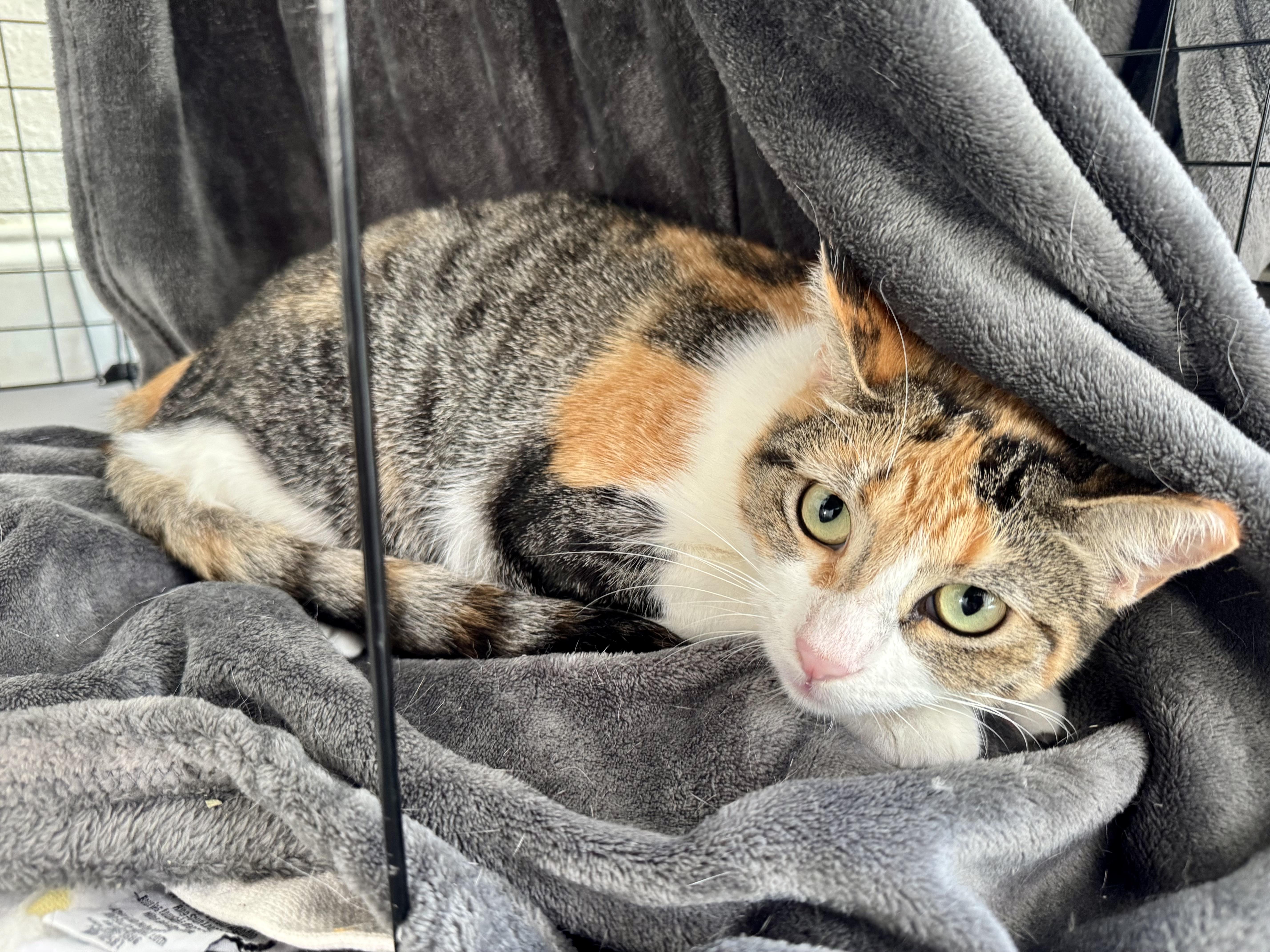 Chloe, a Adoptable mixed breed in Brattleboro, VT image 6/6