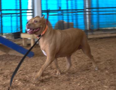 Goldie, a Adopted American Staffordshire Terrier in Lawrenceburg, TN image 3/3
