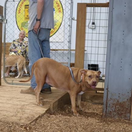 Goldie, a Adopted American Staffordshire Terrier in Lawrenceburg, TN image 2/3