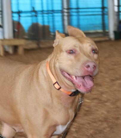 Goldie, Adopted, Adult Male American Staffordshire Terrier.