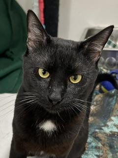 Enlarge Henry, a ADOPTABLE American Shorthair in Edgewood, MD image 3/6