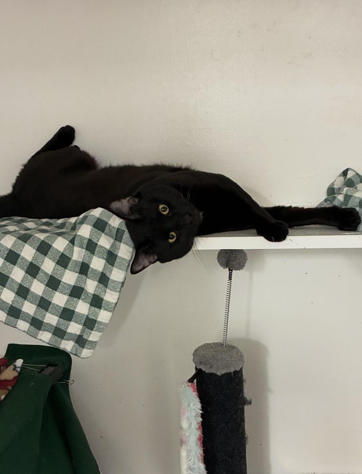 Enlarge Henry, a ADOPTABLE American Shorthair in Edgewood, MD image 6/6