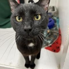Enlarge Henry, a ADOPTABLE American Shorthair in Edgewood, MD image 4/6