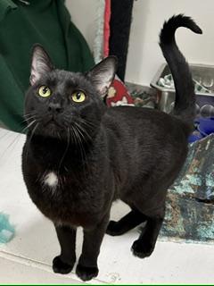 Enlarge Henry, a ADOPTABLE American Shorthair in Edgewood, MD image 5/6