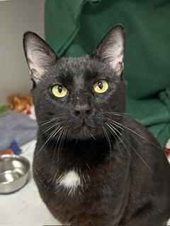 Henry, ADOPTABLE, Young Male American Shorthair.