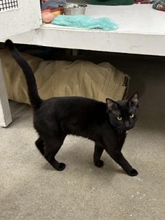 Enlarge Henry, a ADOPTABLE American Shorthair in Edgewood, MD image 2/6