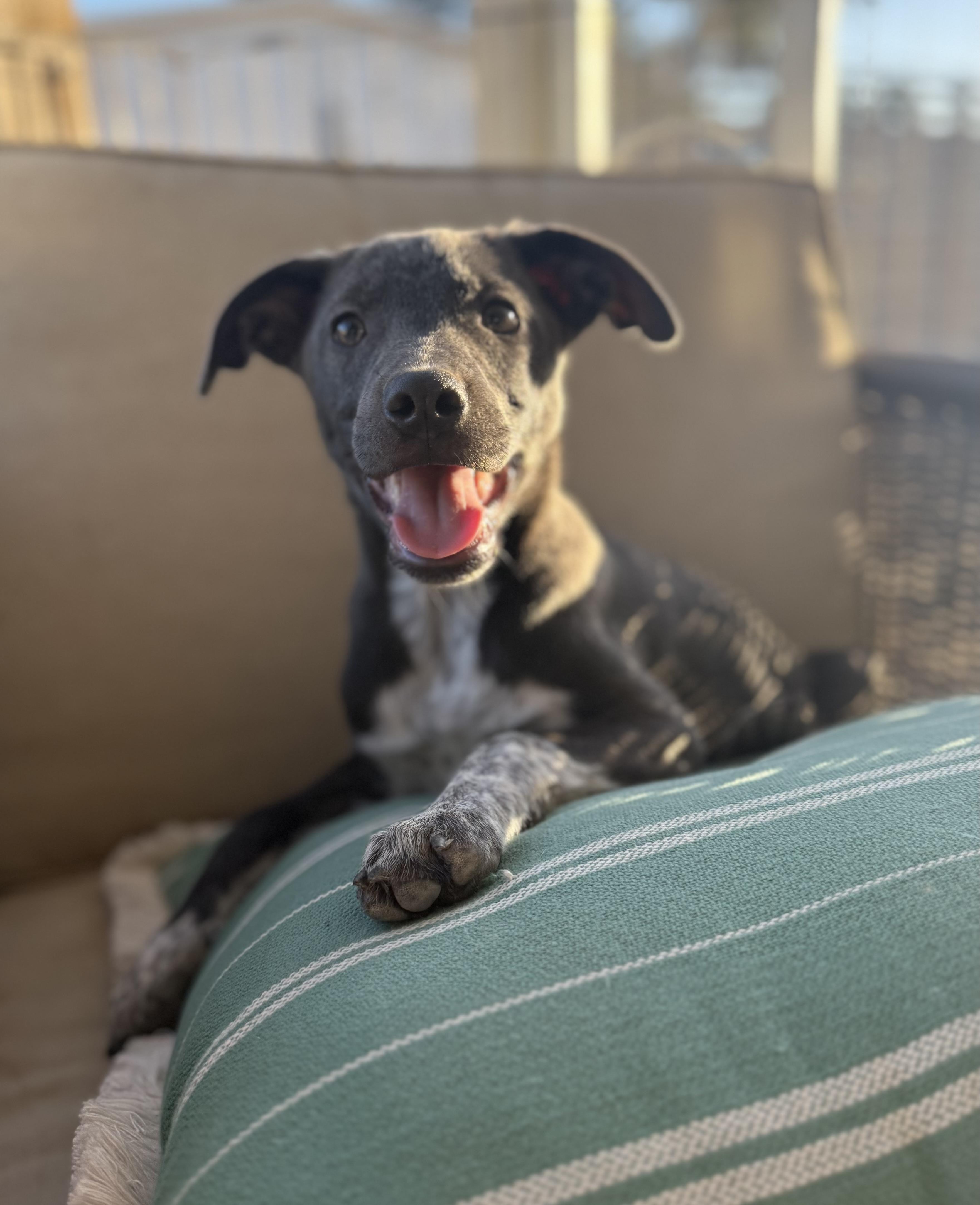 Enlarge Lena, a ADOPTABLE mixed breed in San Diego, CA image 4/5