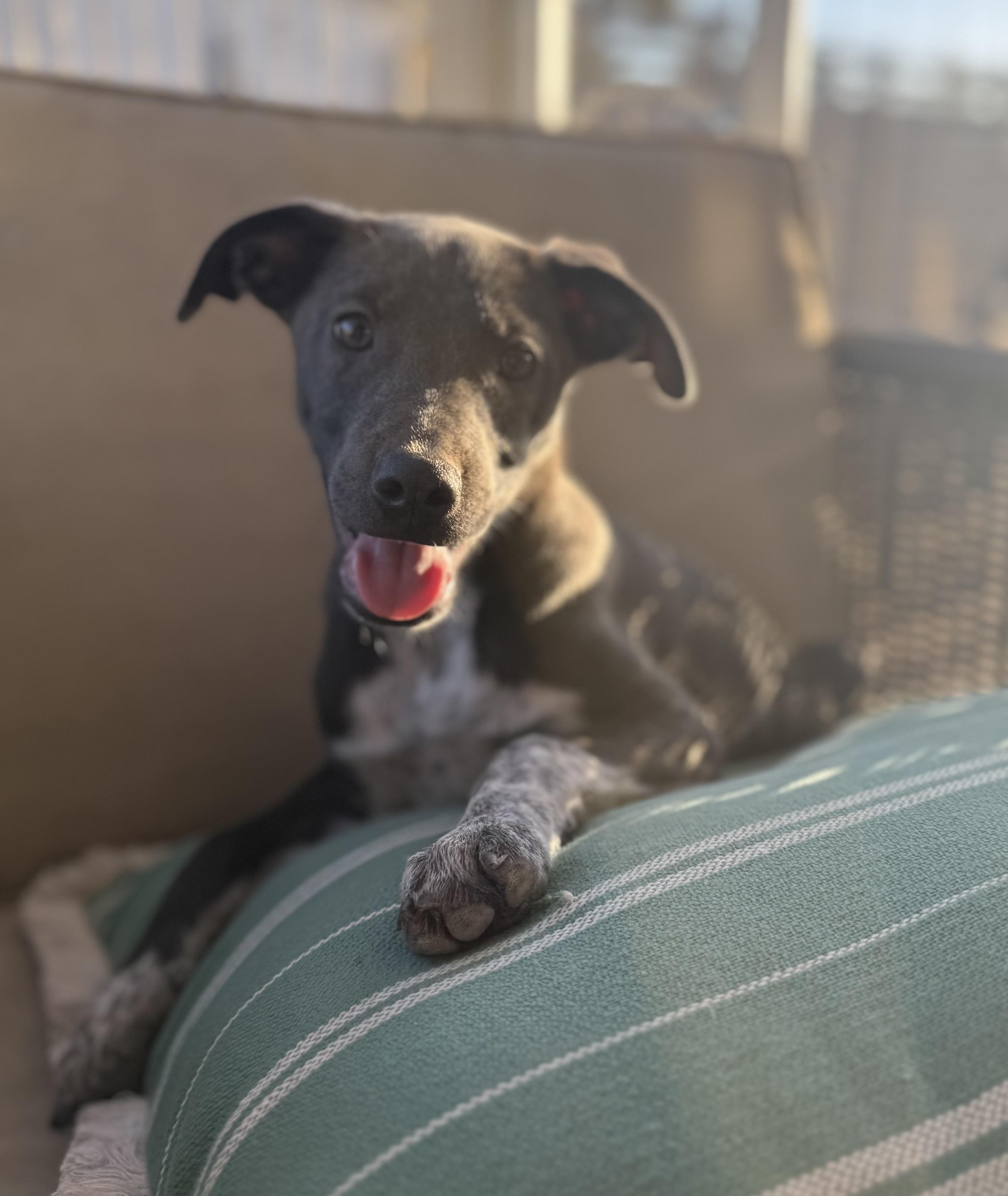 Enlarge Lena, a ADOPTABLE mixed breed in San Diego, CA image 5/5