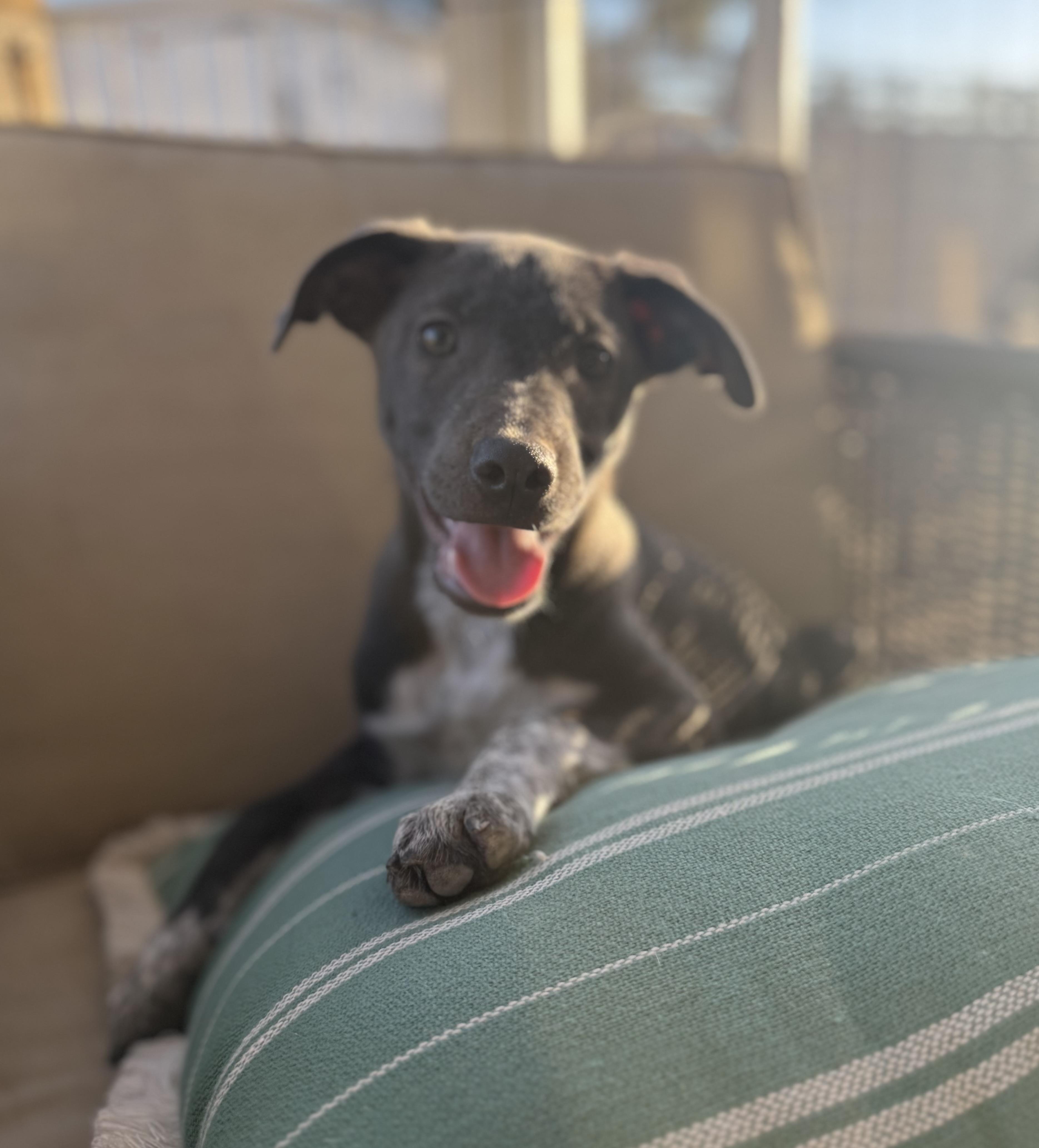 Lena, ADOPTABLE, Puppy Female Australian Cattle Dog / Blue Heeler & American Staffordshire Terrier.