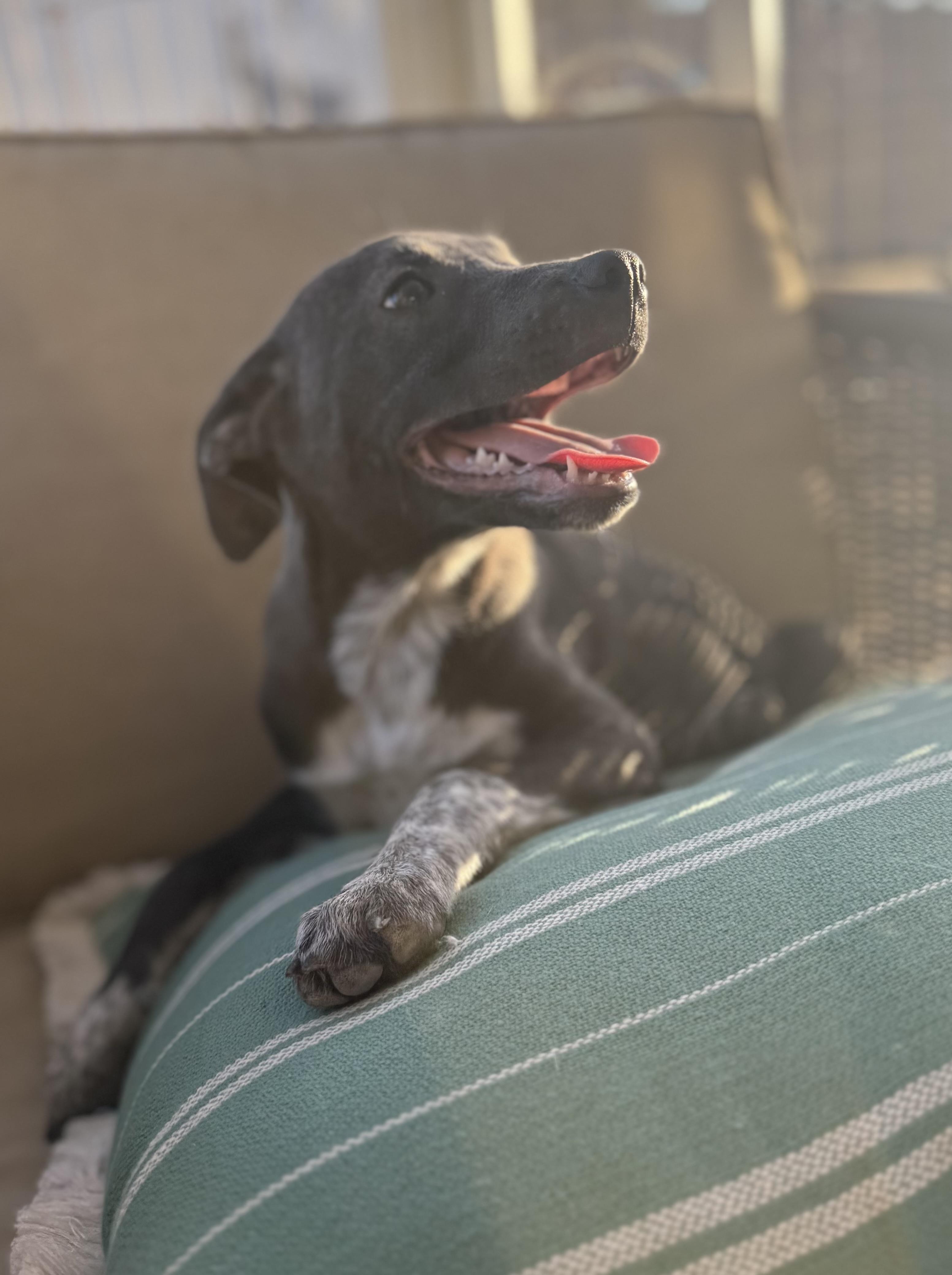 Enlarge Lena, a ADOPTABLE mixed breed in San Diego, CA image 2/5