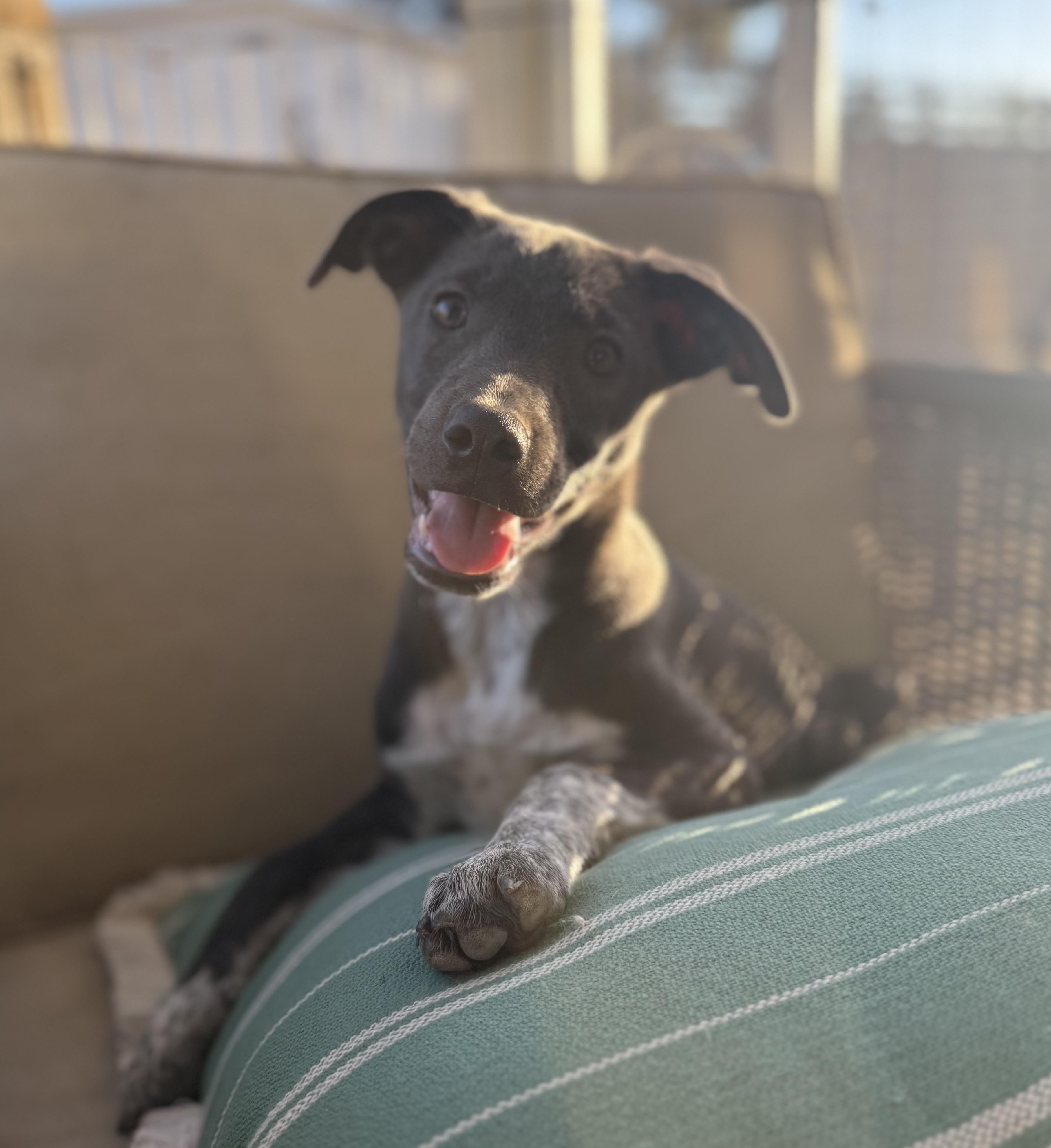 Enlarge Lena, a ADOPTABLE mixed breed in San Diego, CA image 3/5