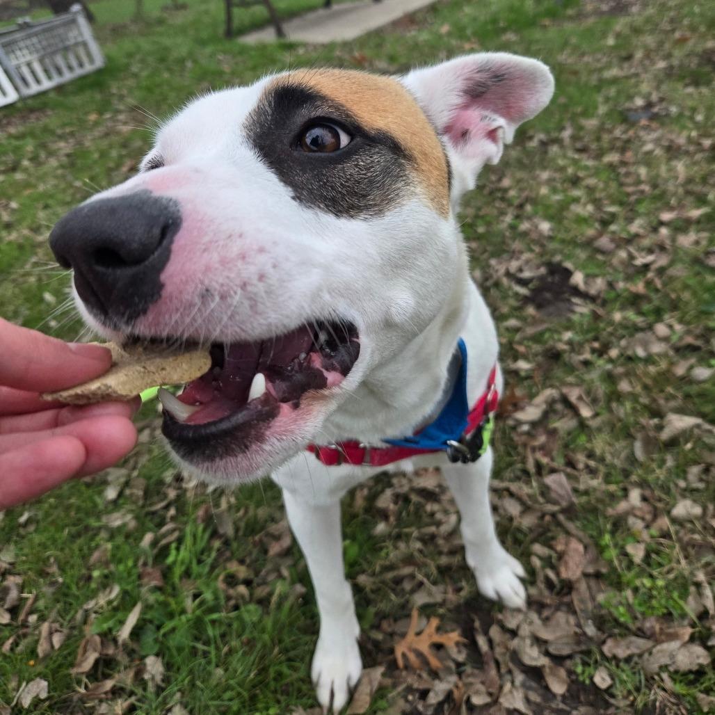 Frank, a Adoptable Mixed Breed in Tulsa, OK image 1/6