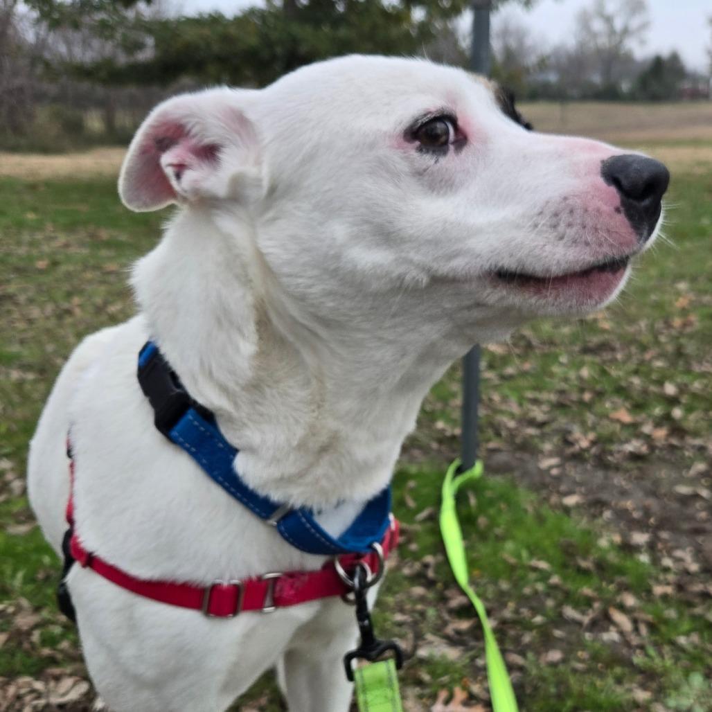 Frank, a Adoptable Mixed Breed in Tulsa, OK image 2/6