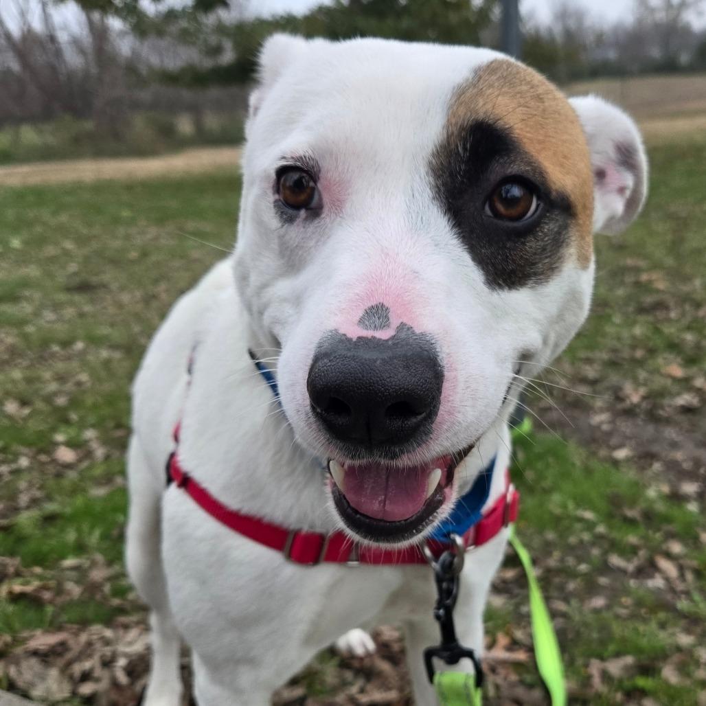 Frank, a Adoptable Mixed Breed in Tulsa, OK image 3/6
