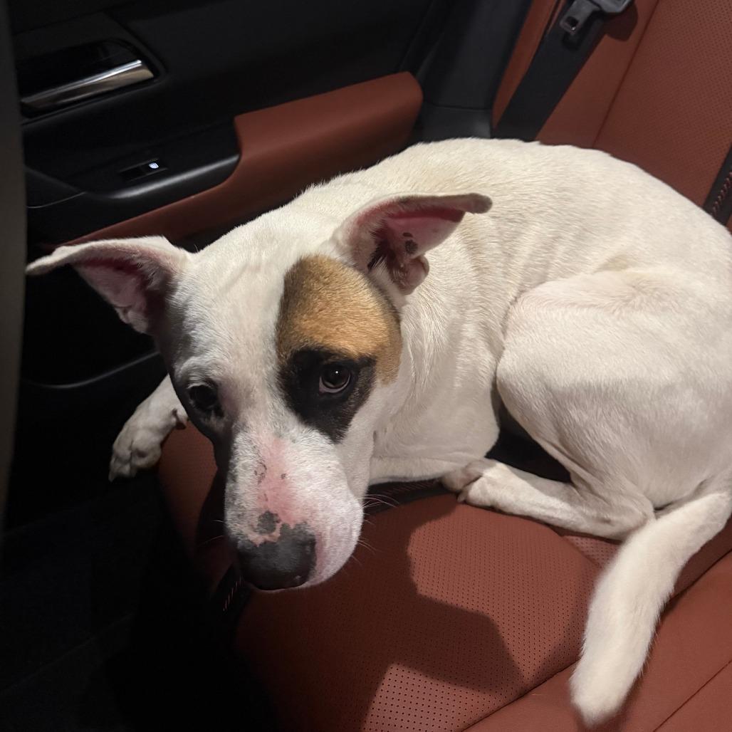 Frank, a Adoptable Mixed Breed in Tulsa, OK image 4/6