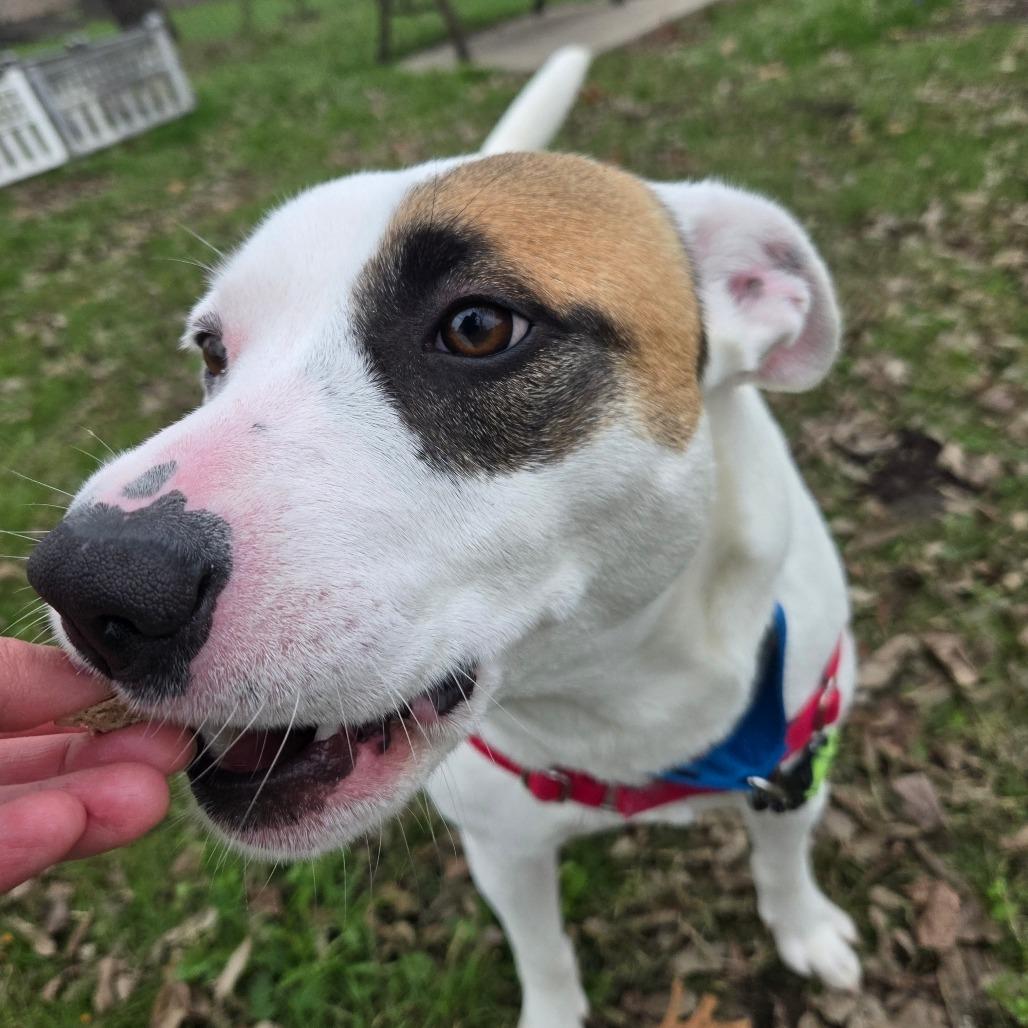 Frank, a Adoptable Mixed Breed in Tulsa, OK image 5/6