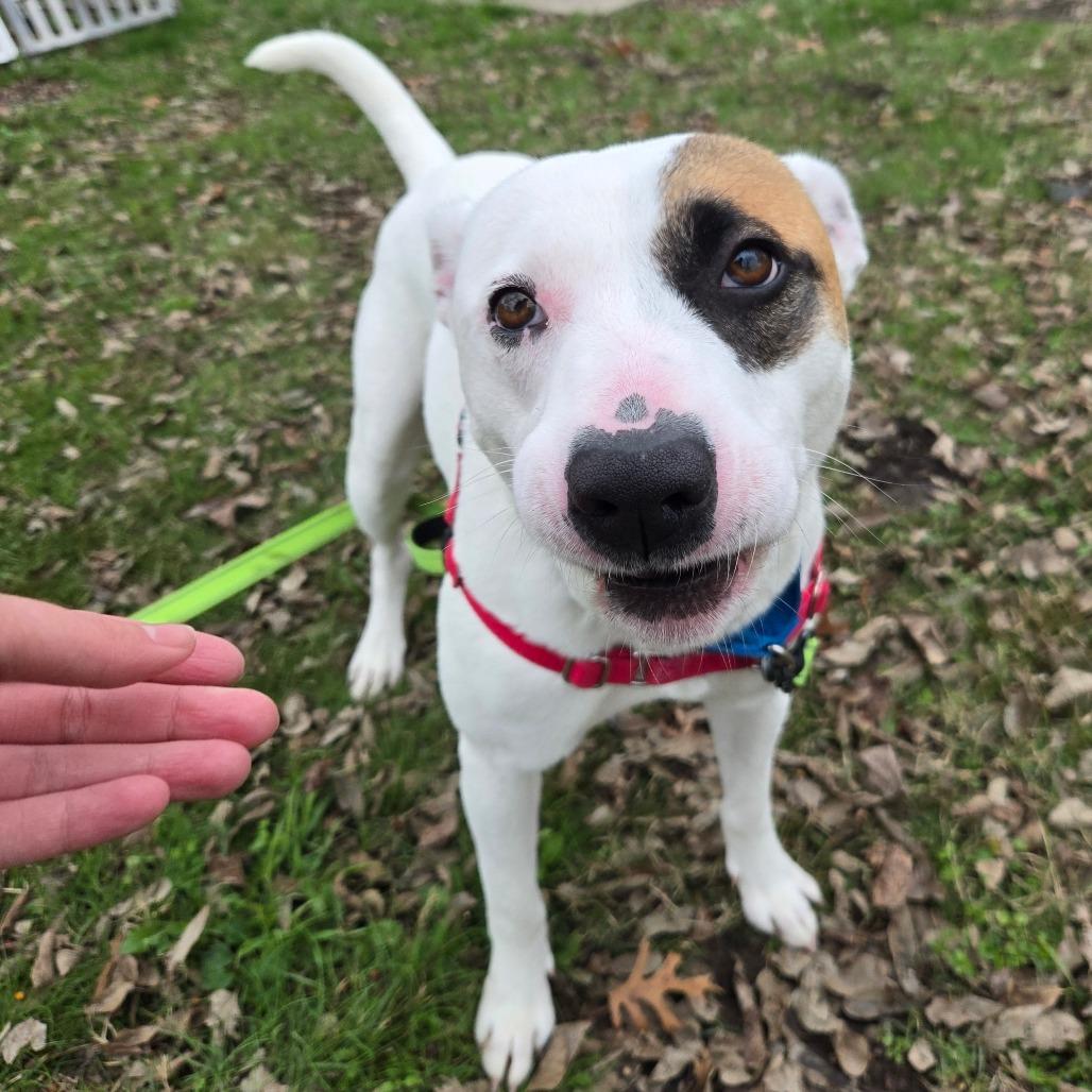 Frank, a Adoptable Mixed Breed in Tulsa, OK image 6/6