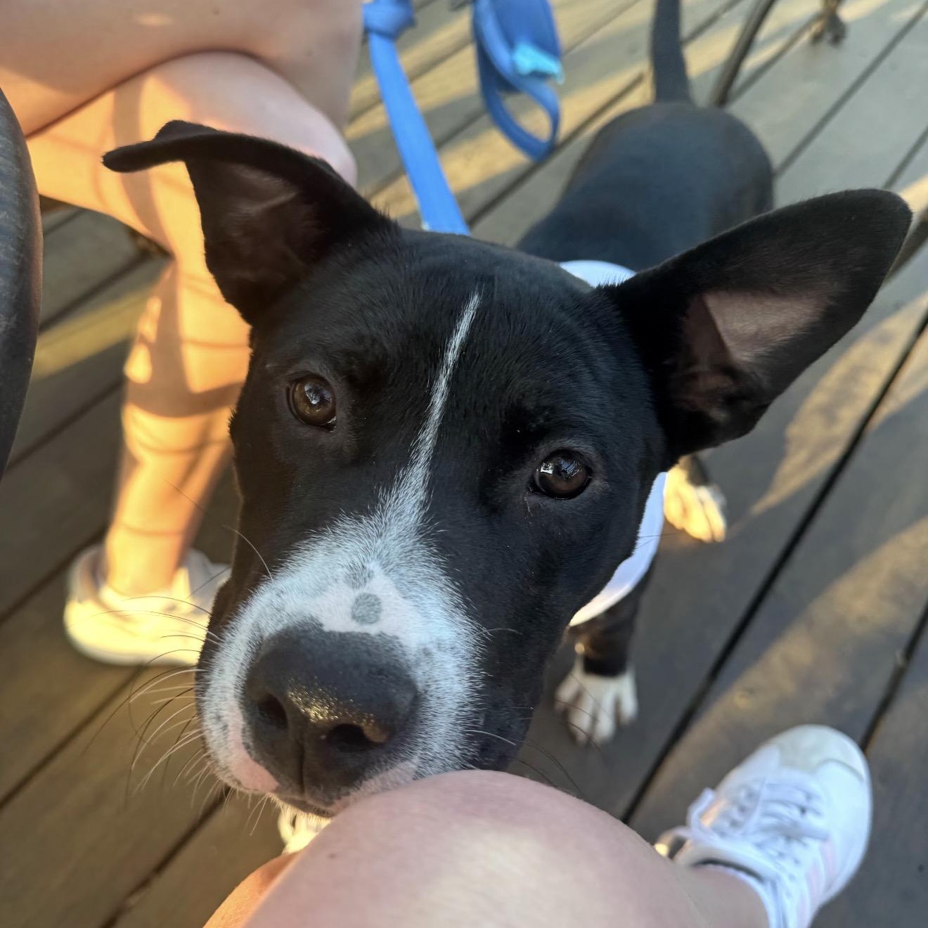 Enlarge Bear, an adopted mixed breed in Baytown, TX image 5/6