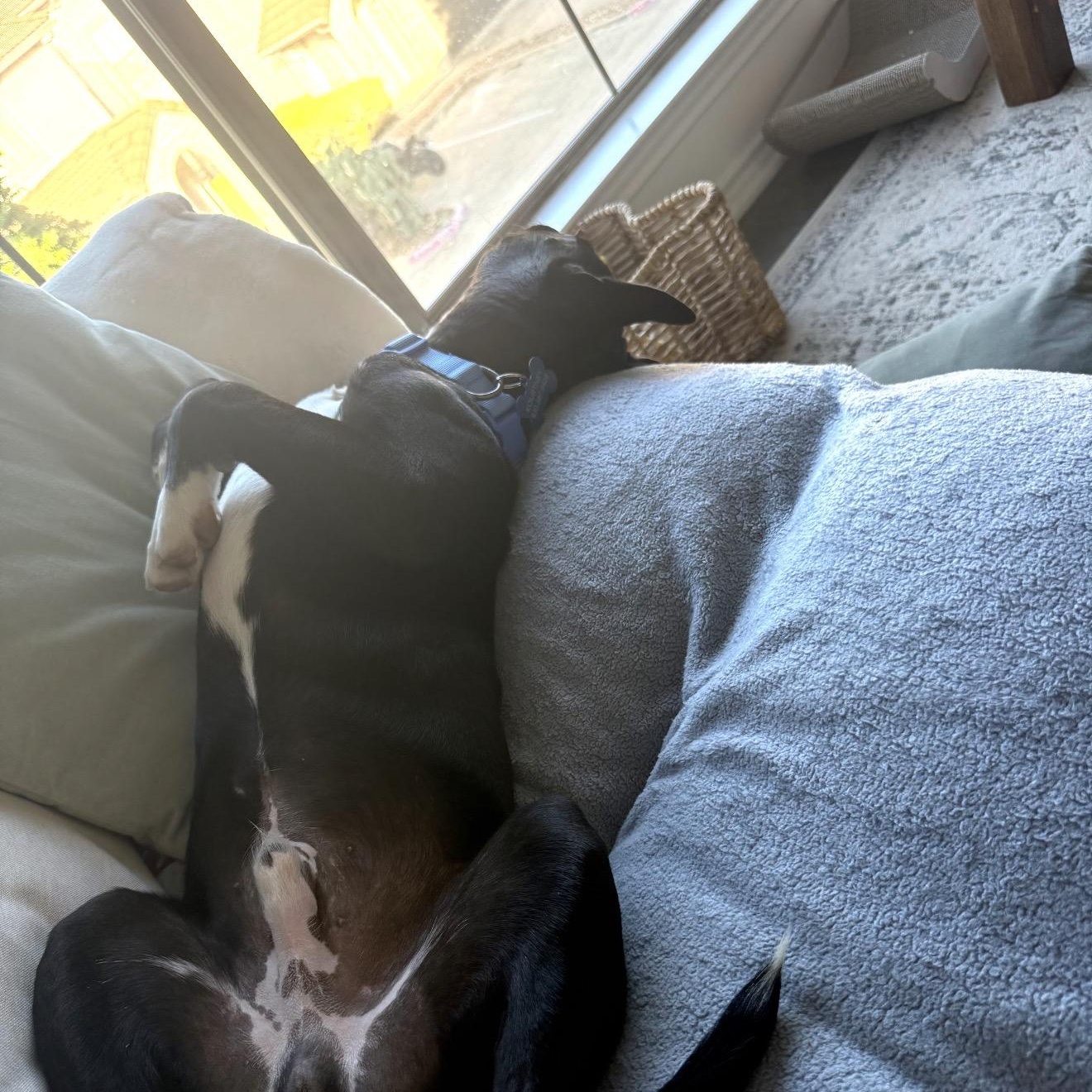 Enlarge Bear, an adopted mixed breed in Baytown, TX image 4/6