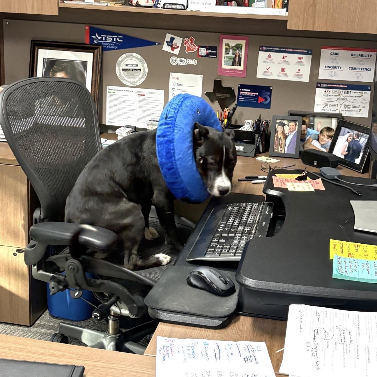 Enlarge Bear, an adopted mixed breed in Baytown, TX image 6/6