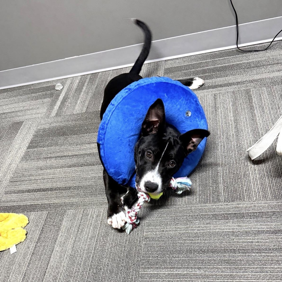 Enlarge Bear, an adopted mixed breed in Baytown, TX image 3/6