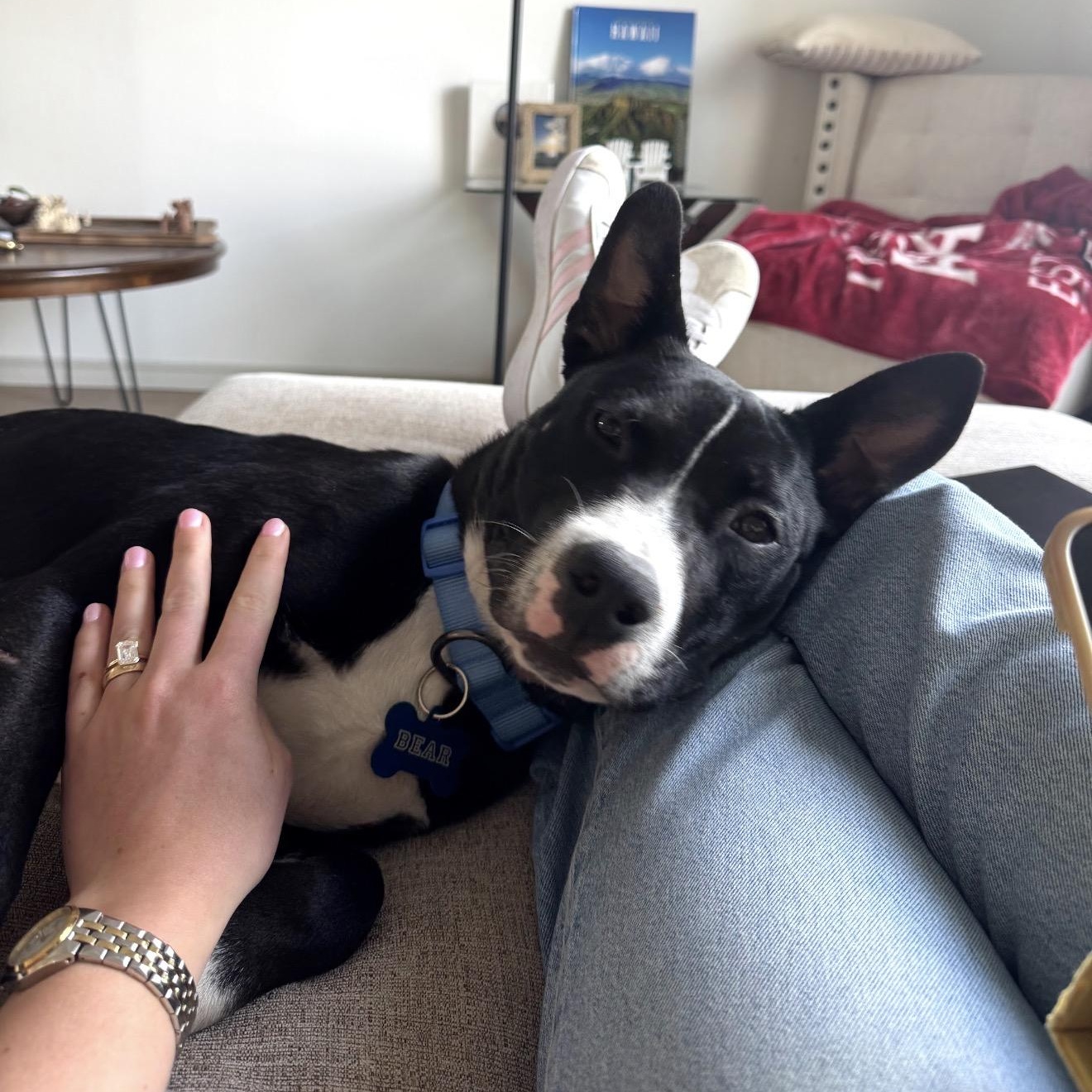 Enlarge Bear, an adopted mixed breed in Baytown, TX image 2/6