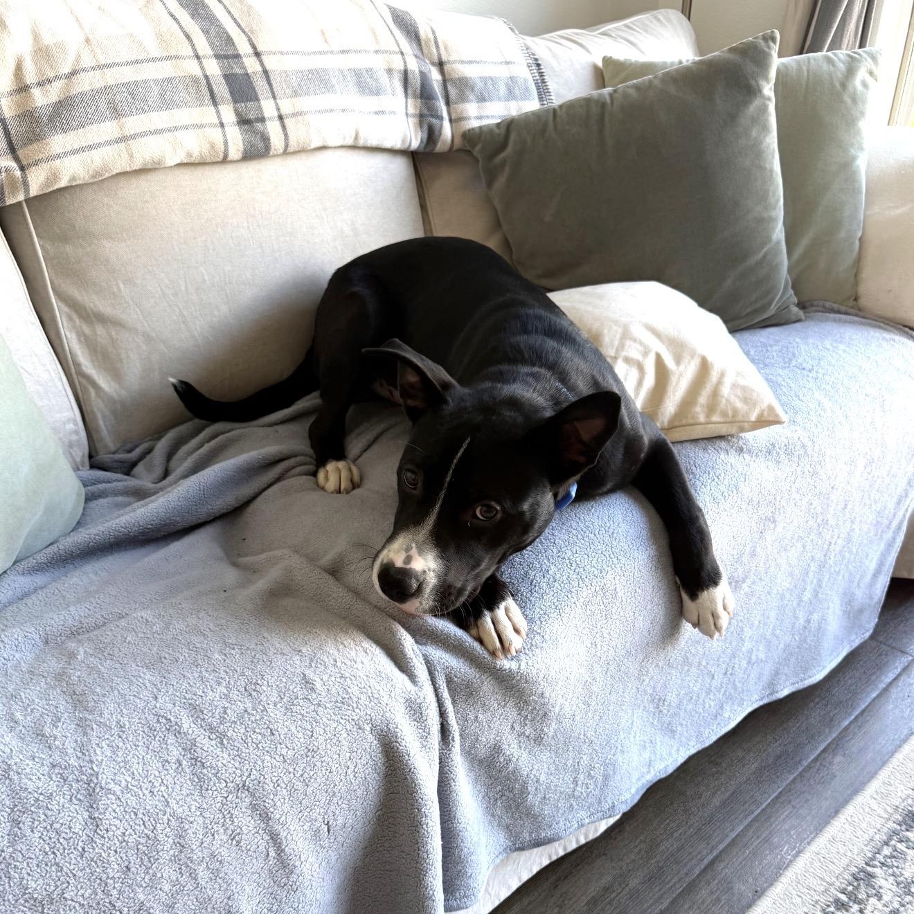 Bear, adopted, Puppy Male Husky & Pit Bull Terrier.