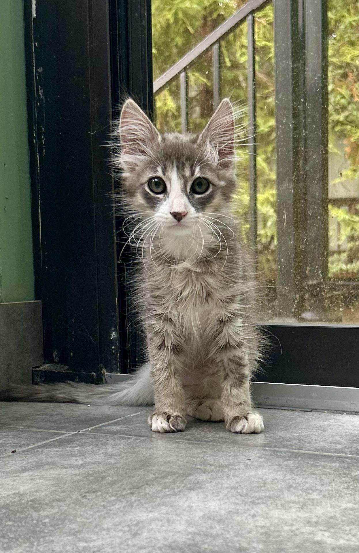 Meet the three legged wonder Stumpy This cute boy is such a lover Hes great with other cats and 