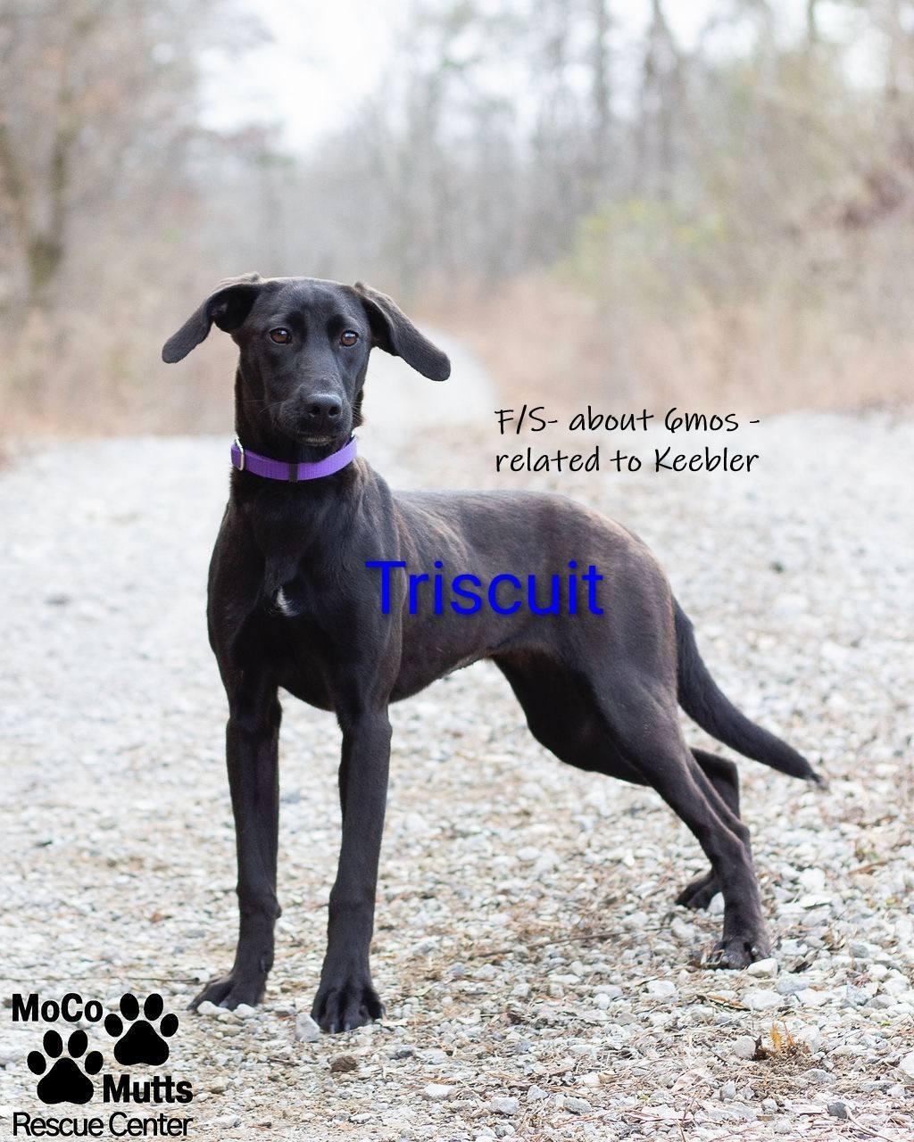 Enlarge Triscuit - arriving 1/4/26, a Adoptable mixed breed in Chardon, OH image 1/1