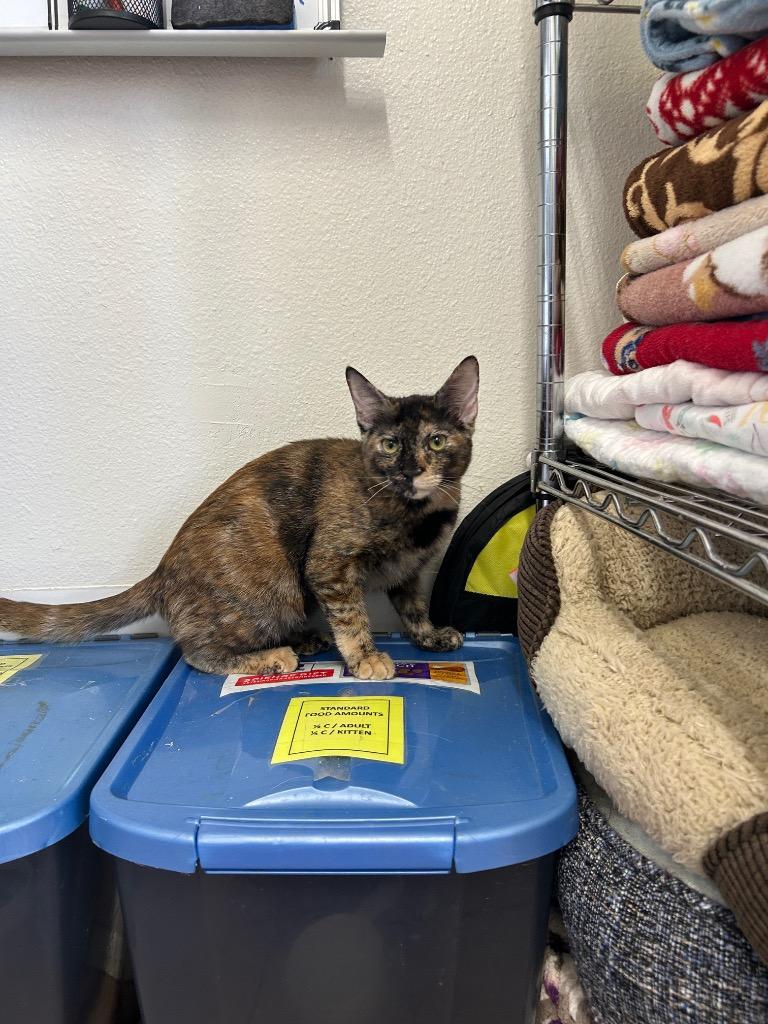 Dori, Adoptable, Kitten Female Domestic Short Hair.